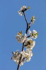 cherry blossoms against the sky