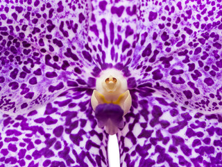 Purple orchids flower close up.