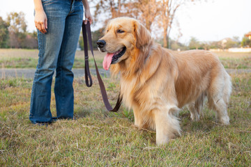 Golden Retriever walk on long lead at the park