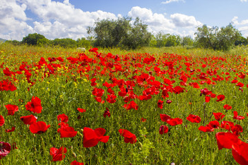 Fototapeta na wymiar spring in Tuscany, landscape with poppies