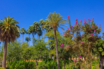 all trees in the gardens of the Real Alcazar of Seville