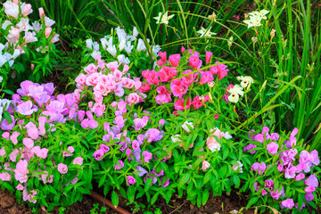 Fototapeta na wymiar Multi-colored flowers in the flowerbed