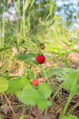 berries in the forest
