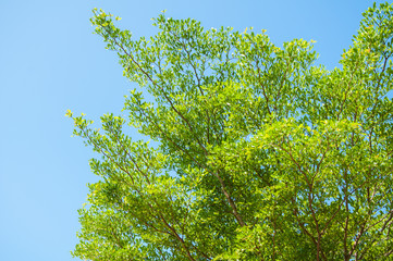 Tree branch on white background