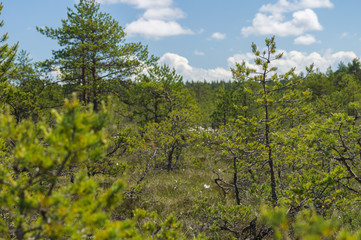 Fototapeta premium View through bog area thicket