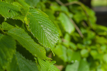 Green leaf with rain drop under sunlight