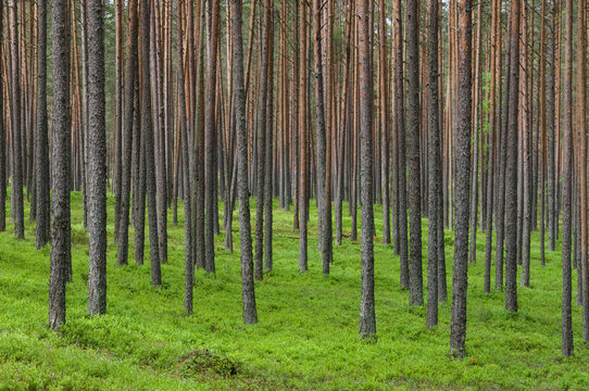 Fototapeta Thick coniferous forest, pine trunks background