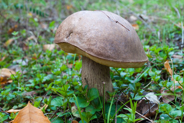  Boletus edulis