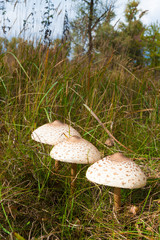 Three mushroom umbrella .