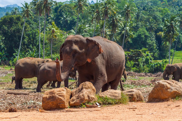 Herd of Asian elephants in the jungle.