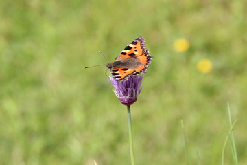Schmetterling auf Schnittlauch