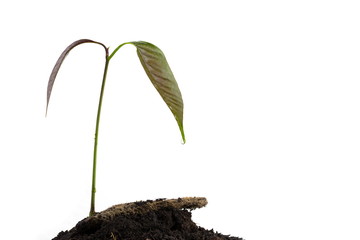 a mango tree growing in a black soil on white background