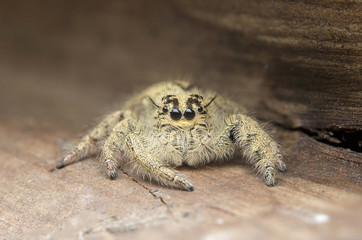 Jumping spider