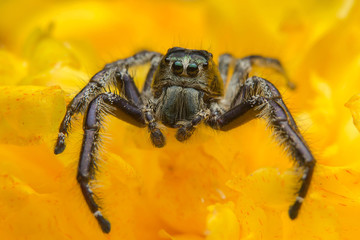Jumping spider