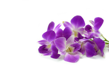 Fototapeta na wymiar orchid