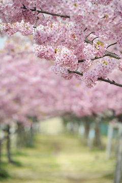 河津桜