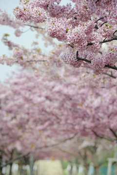 河津桜