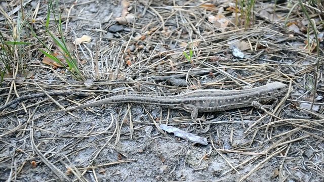 Sand lizard on the ground in forest gradually leaving the frame