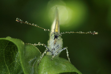 Butterfly in the garden