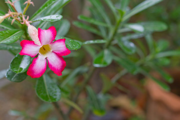 adenium flower