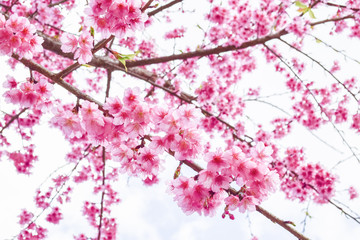 Sakura Of Thailand