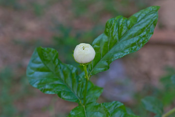 Budding jasmine flower