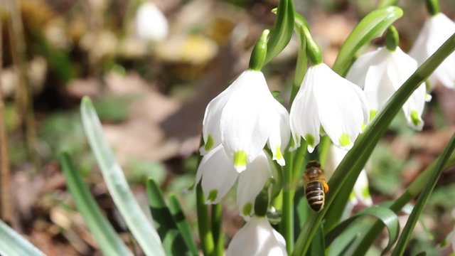 Bee is collecting pollen in snowflakes (leucojum aestivum)