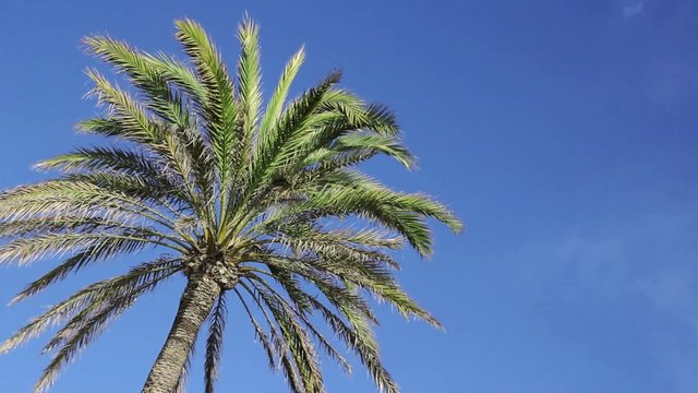 Waving palm tree in wind against blue sky
