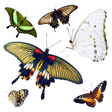 Set of isolated multicolored butterflies