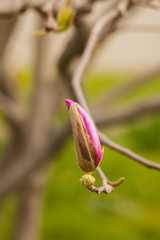 Pink magnolia flowers. Blooming magnolia tree in the spring