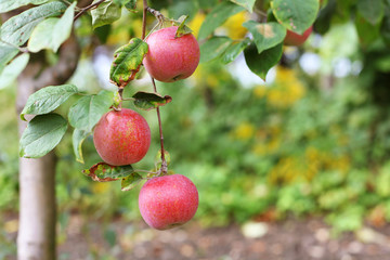 Red Amulet apples on apple tree branch