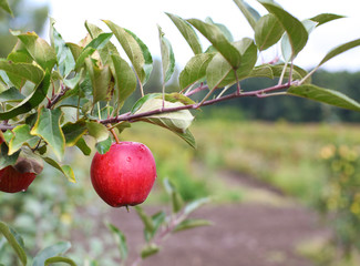 Red Fuji apples on apple tree branch