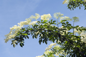 Weisser, Holunder; Haschberg; Holunderbeere; Sambucus, nigra; He