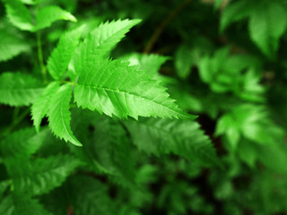 vivid green leaf