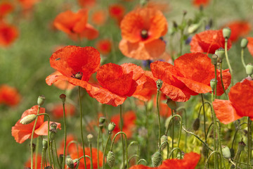 Klatschmohn; Papaver, rhoeas; Ackerpflanzen;
