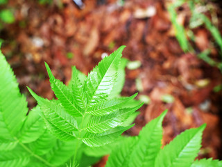 vivid green leaf