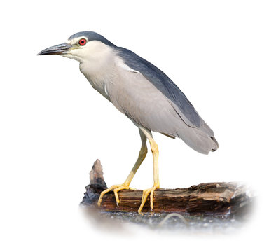 Black-crowned Night Heron Isolated