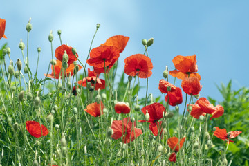 Klatschmohn; Papaver, rhoeas; Ackerpflanzen;