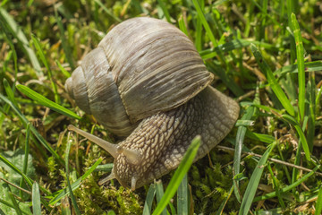 Snail in grass