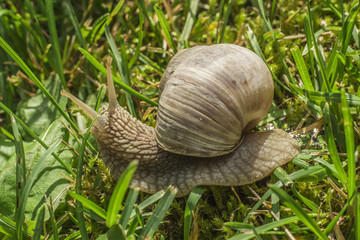 Snail in grass