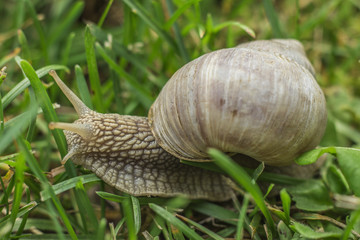 Snail in grass