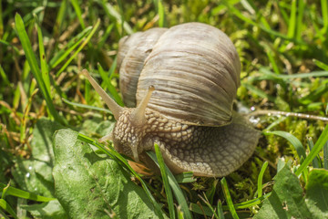 Snail in grass