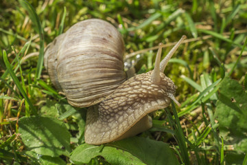 Snail in grass