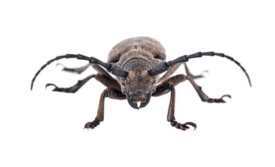 Weaver Beetle Beetle