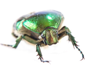 Cetonia aurata