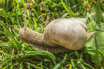 Snail in grass