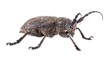 Weaver Beetle Beetle - obrazy, fototapety, plakaty