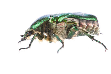 Cetonia aurata