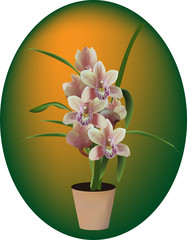 dark orchid in pot on bright background