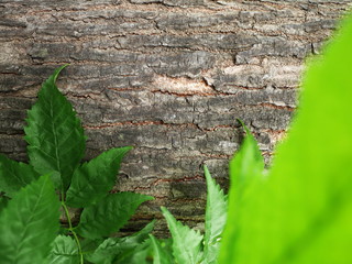 vivid green leaf